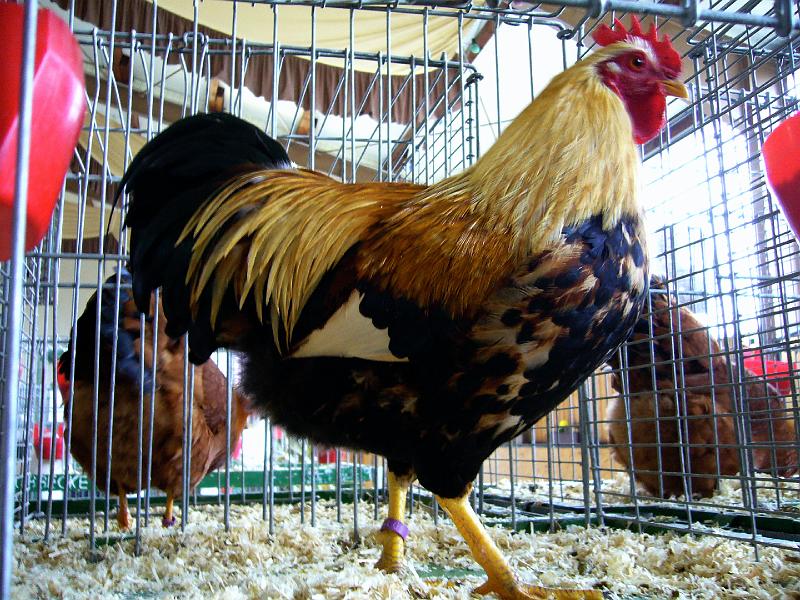 Bezirksschau Luebbecke 336.jpg - Zwerg Welsumer orangenfarbig von Lena Culemann Preis B97 BJM